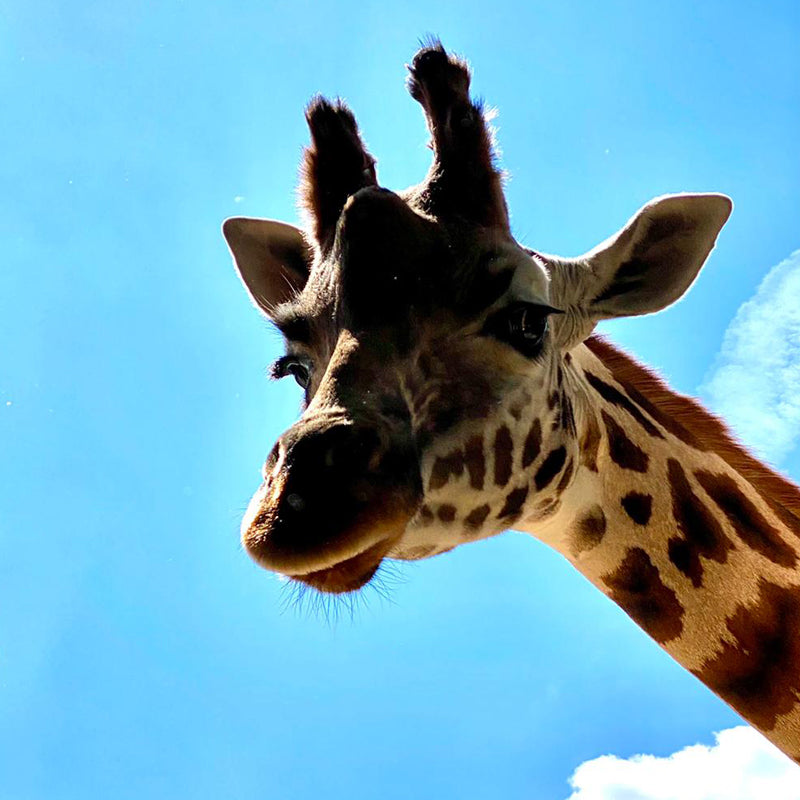 Legacy visit ZSL London Zoo to learn about the impact of planting trees